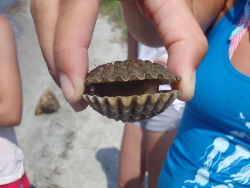 Berlin: Assateague Island Wildlife Discovery Kayak Tour - Participant Information