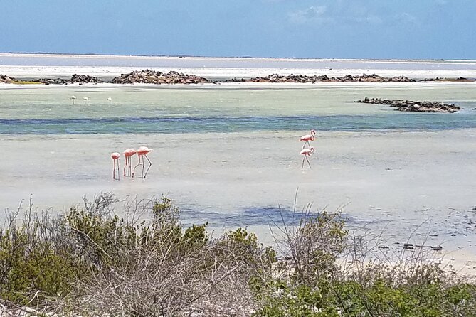 Best of Bonaire - Full Island Tour With a Local. - Booking Confirmation and Cancellation