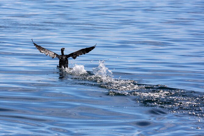 Big 5 Sea Safari in Walker Bay From Gansbaai - Tour Details