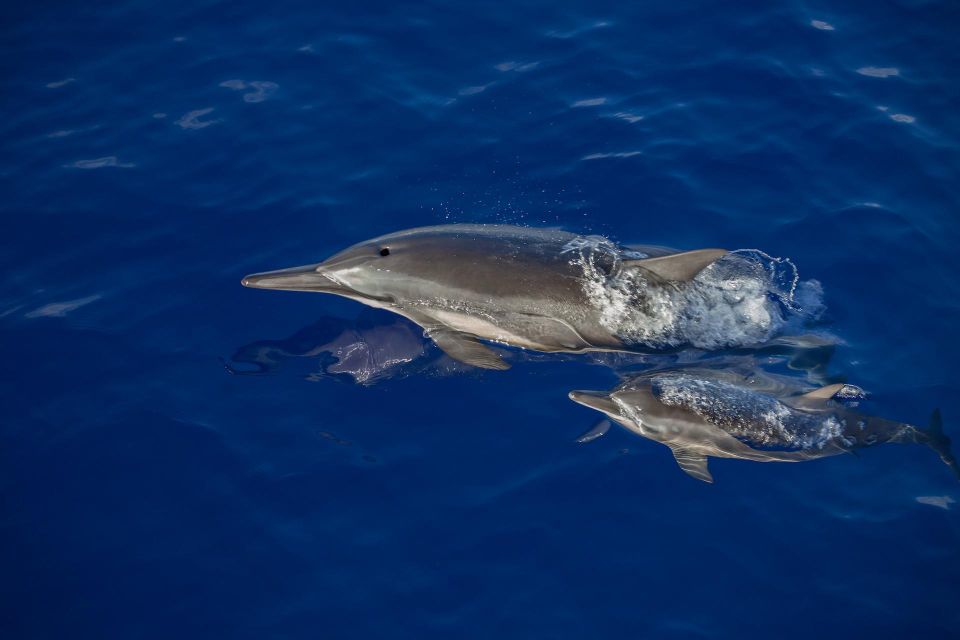 Big Island: Kona Super Raft Whale Watch - Meeting Location