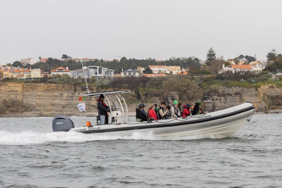 Birdwatching Boat Tour in the Tagus Estuary - Bird Species