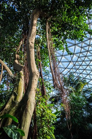 Bloedel Conservatory Admission Ticket - One-Time Conservatory Entry Included