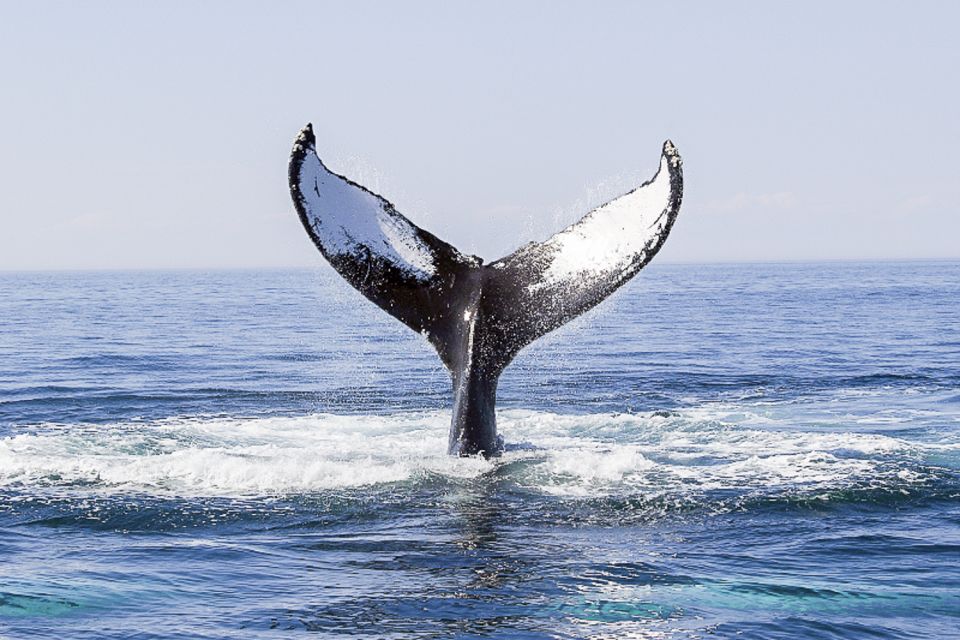 Boston: Whale Watching Catamaran Cruise - Meeting Point and Information