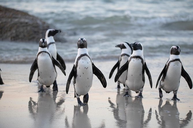 Boulders Beach Cape Town: Swimming With Penguin & Close Encounter Half Day Tour - Booking Information