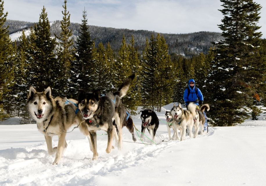 Bozeman: 6 Day Yellowstone Winter Wonderland Tour - Wintertime Activities