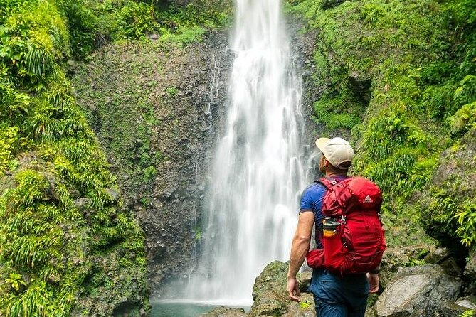 Bush Hiking to Explore Wild Plants & Fresh Fruits,Montego Bay - Explore Wild Plants and Fruits