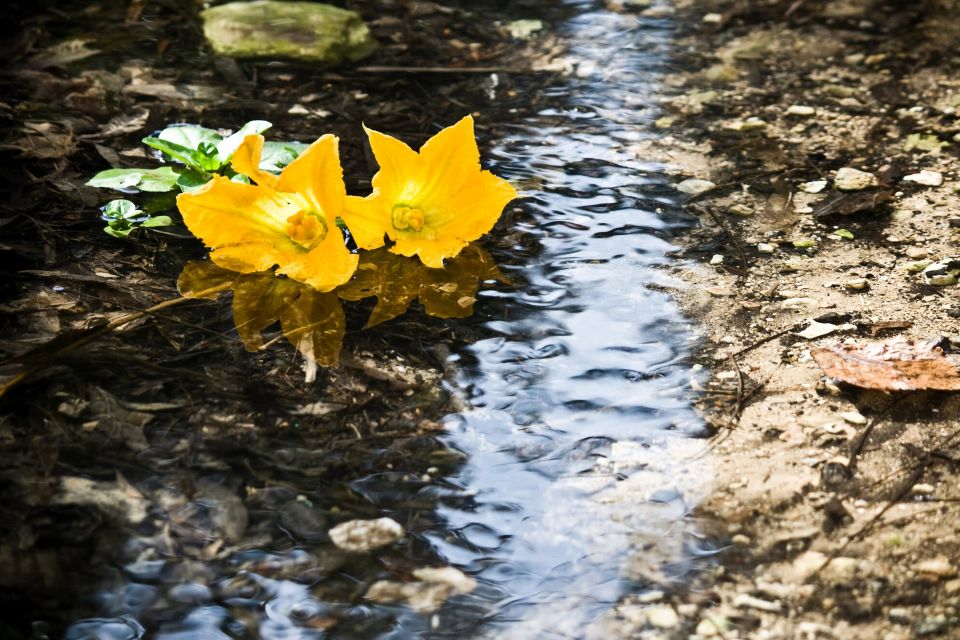 Buskett Woodlands and Dingli Cliffs Private Nature Tour - Guided Walking Tour