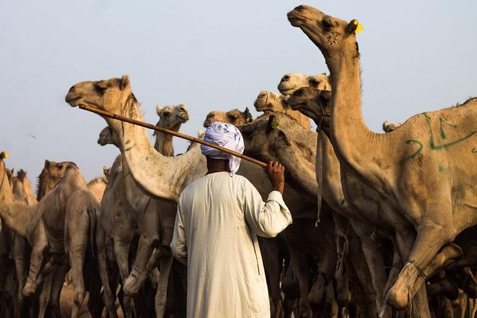 Cairo Unusual Day Tour Visit Camel Market in Birqash - Accessibility and Participation