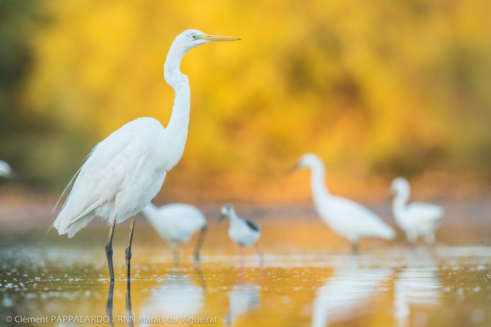 Camargue: Discovery of Nature at the Vigueirat Marshes - Recap