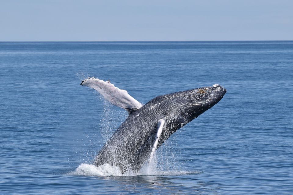 Cape May: Scenic Whale and Dolphin Watching Cruise - Customer Feedback