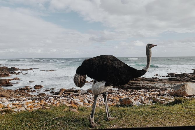 Cape of Good Hope and Penguins Full Day Small Group Tour From Cape Town - Cancellation Policy