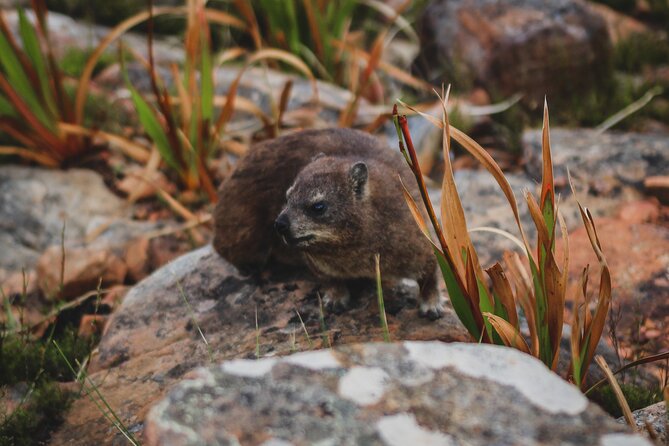 Cape Town: Magical Lions Head Hike - Reviews and Ratings