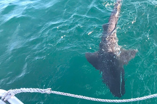 CapeTown: African Shark Eco-Charters Shark Cage Diving Experience - Pricing and Cancellation Policy