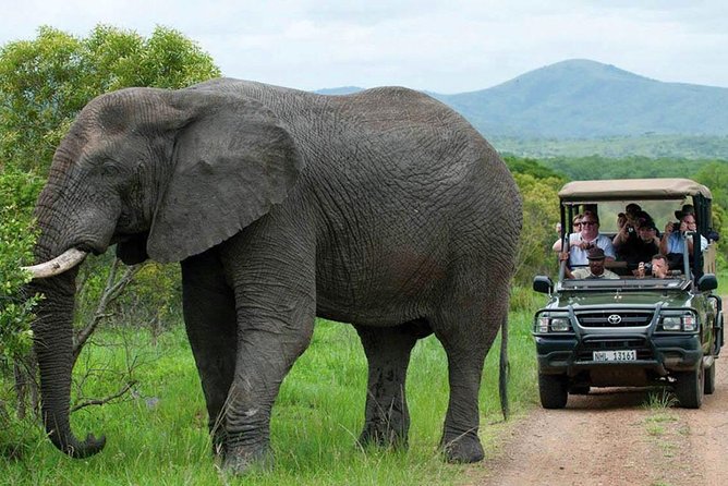 Captivating 3 Day Kruger Safari Adventure From Johannesburg - Morning Game Drive and Departure