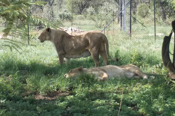 Captivating Safari Lion Park Experience (Half Day Guided Tour) - Includes Air-Conditioned Transportation