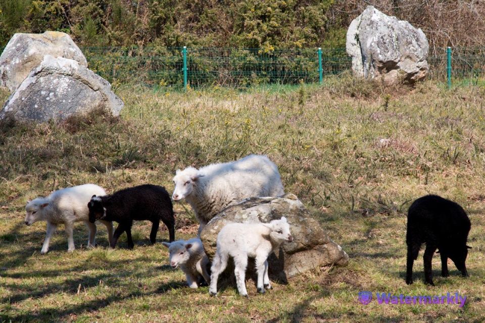 Carnac Tour: Megalithic Marvels and La Trinite Sur Mer - Meeting Point