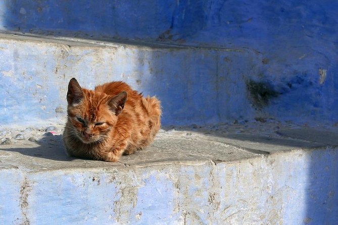 Chefchaouen Day Trip From Fes - Pricing and Reviews