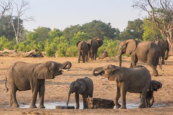 Chobe National Park Full Day Safari (Botswana) - Suitability and Restrictions