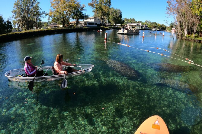 Clear Kayak Manatee Ecotour of Crystal River - Expected Wildlife Sightings