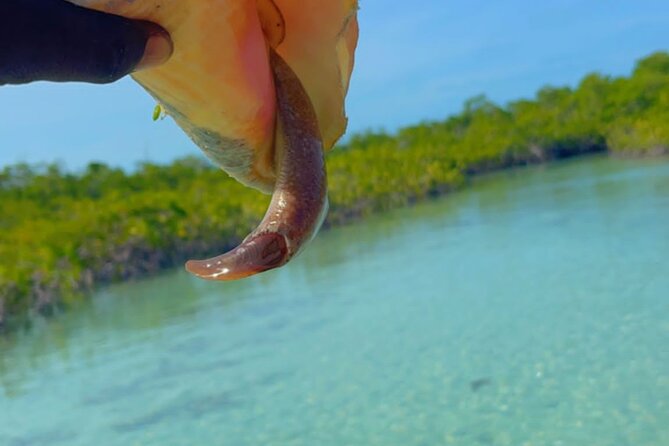 Clear Kayak Tour in Turks & Caicos Islands - Experience Details