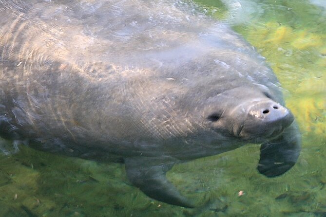 Cocoa Beach Dolphin Tours on the Banana River - Wildlife and Scenic Highlights