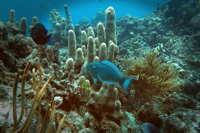 Coral Reef and Turtle Discovery Tour - Safety and Equipment