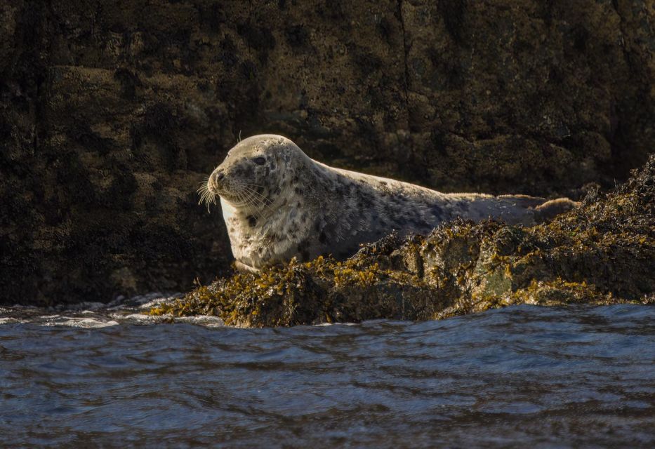 Cornwall: Guided Seal and Puffins Safari by Boat - Learn Cornish History and Culture