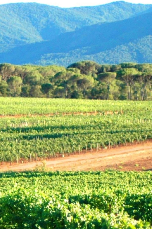 Côtes De Provence Wine Tour From Nice - Meeting Point and Directions