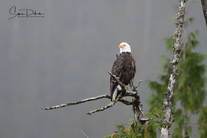 Cowichan Bay Half Day Whale & Wildlife Adventure - What to Bring and Prepare