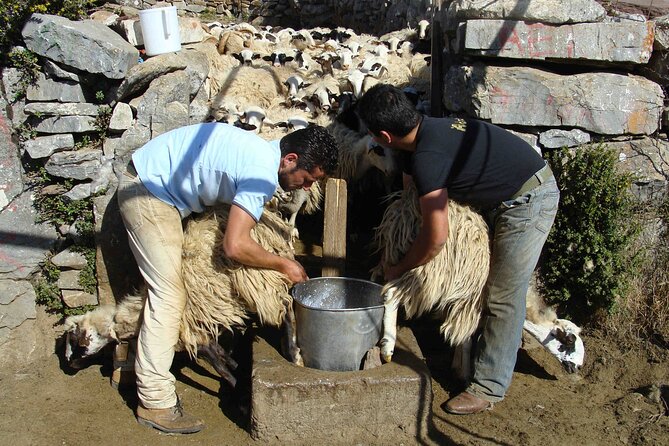 Crete: Jeep Safari, Mountains, Goat-Keeping & Cheese Making - Participant Feedback and Tips