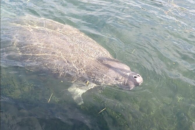 Crystal River Manatee Viewing Cruise - Accessibility and Cancellation Policy