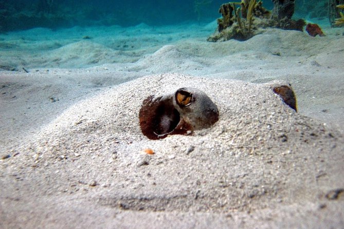 Culebra Island Snorkel and Turtle Adventure With Ferry Transport - Guided Minibus Tour