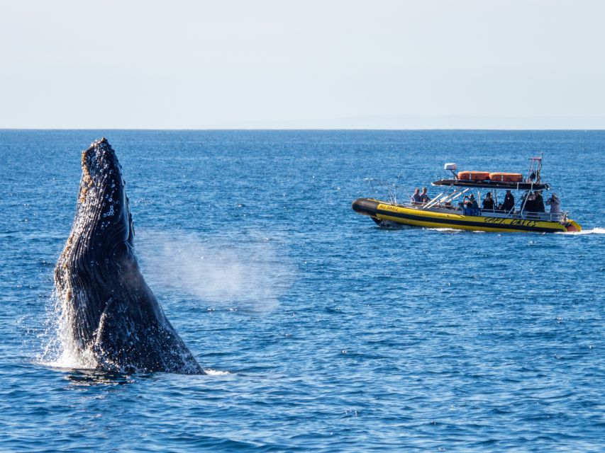 Dana Point Fast & Fun Zodiac-Style Dolphin & Whale Watching - Educational Focus