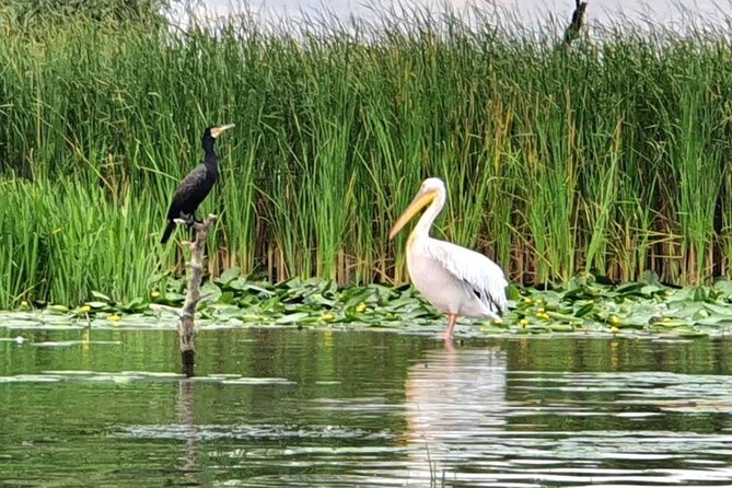 Danube Delta - Private Day-Trip - Bird Watching - Reviews