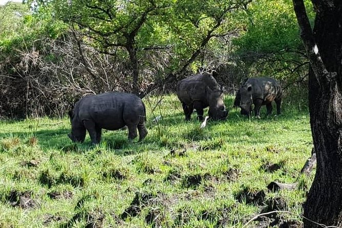 Day Tour Of Ziwa Rhino Sanctuary and Wildlife Ranch - ZIWA RHINO TREKKING - Ziwa Rhino Trekking