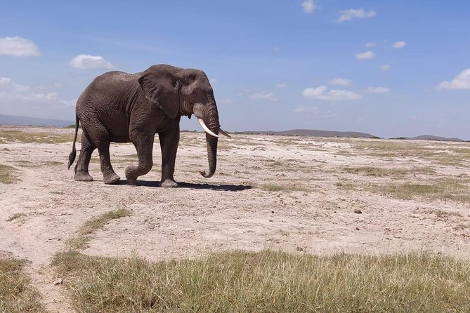 Day Tour to Amboseli National Park - Included Meal and Refreshments