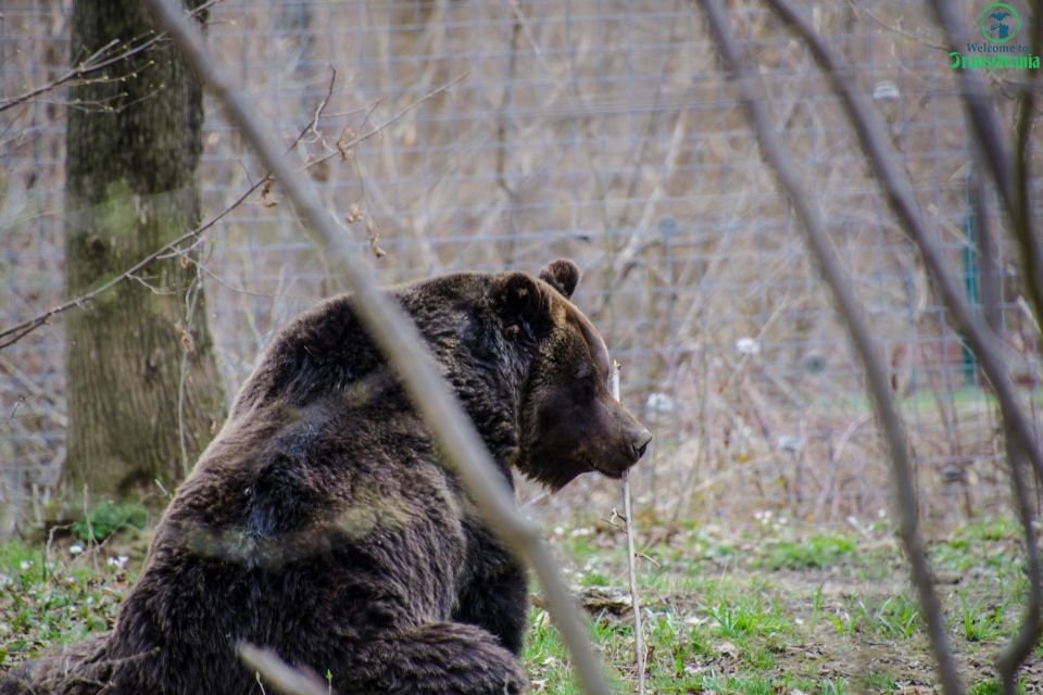 Day Trip Bran Castle, Rasnov Fortress and Bear Sanctuary - Bran Castle