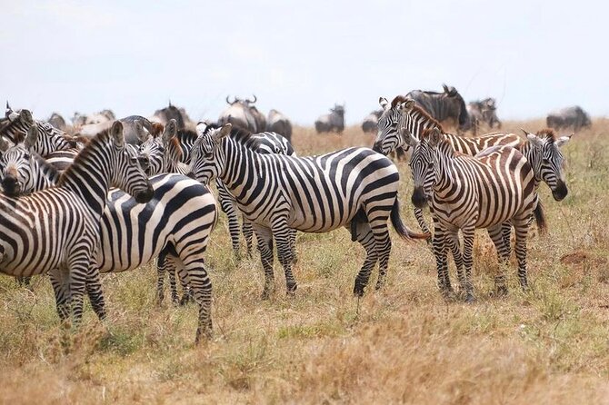 Day Trip Safari to Mikumi National Park - Opportunities to See Wildlife