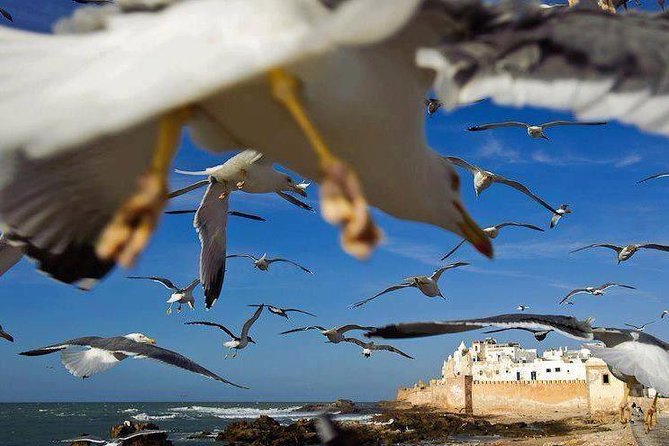 Day Trip to Essaouira the Portuguese Town From Agadir or Taghazout - Visiting the Sea Bastion