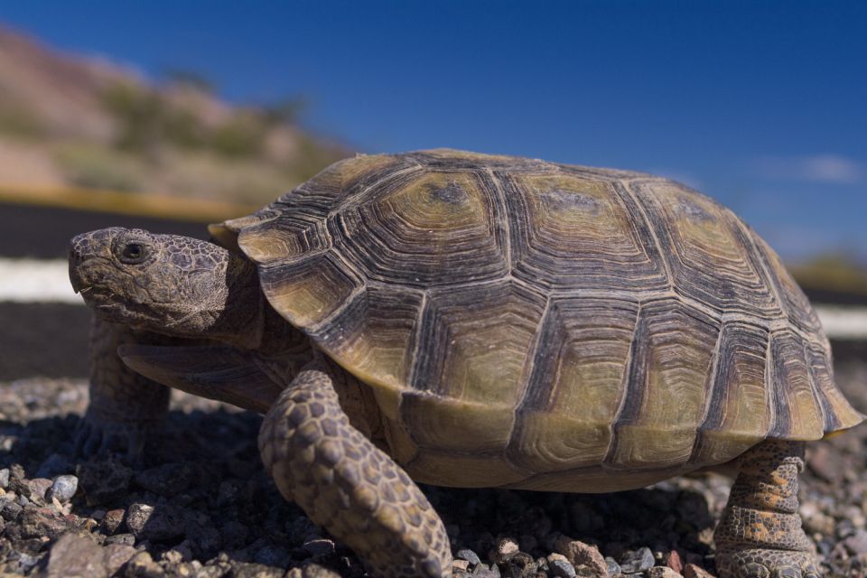 Death Valley: National Park Self-Guided Driving Tour - Starting Point and Major Stops