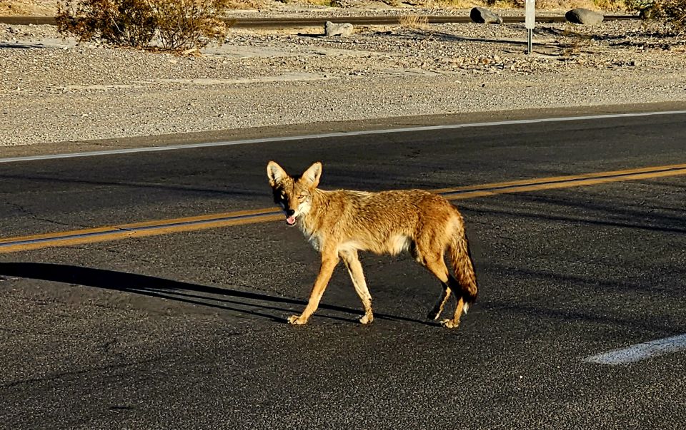 Death Valley National Park Tour From Las Vegas - Guided Explanations