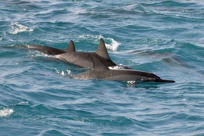 Deluxe Snorkel & Dolphin Watch Aboard a Luxury Catamaran From Kailua-Kona - Booking Information