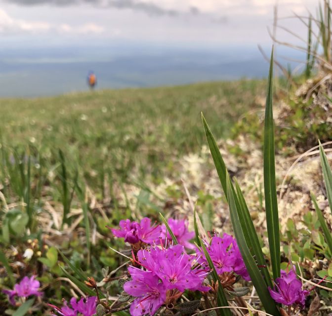 Denali: Denali National Park Walking Tour - Difficulty and Pace of the Tour