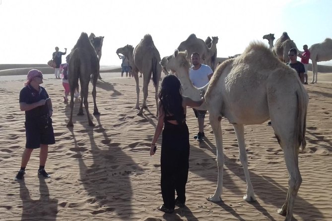 Desert Safari Tour With BBQ Dinner & Show From Dubai - Tour Duration and Timings