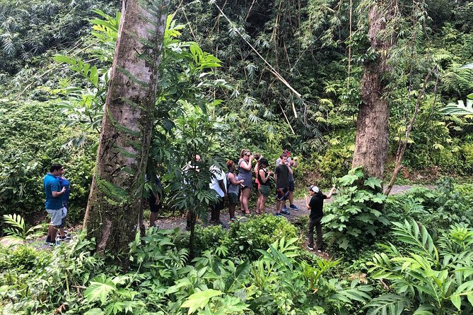 Discover El Yunque: Half-Day Rainforest Tour - Complimentary Pickup Areas