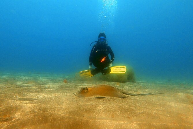 Discover PADI Scuba Diving in the Area of Tortugas in Playa De Abades - PADI Certification Program Details