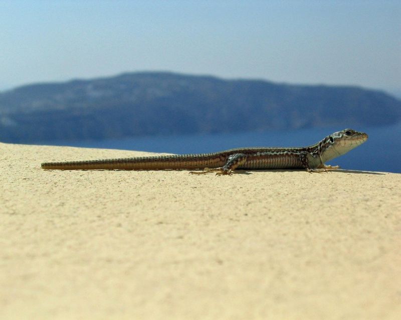 Discover Santorinis Instagram Gems - Cruise Ship Arrivals