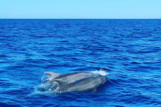 Discovery of Dolphins on the Caribbean Coast - Snorkel Equipment Provided