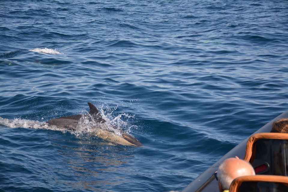 Dolphin Safari and Cave Tour in Vilamoura - Accessibility Information