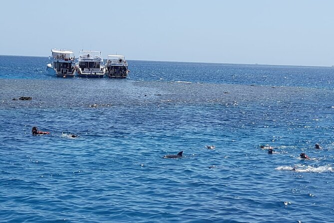 Dolphin Tour Banana Boat From Soma /Sahl Hasheesh/Makadi/Safaga - Cancellation Policy for the Tour